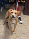 adoptable Dog in  named COCO
