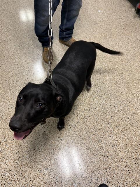 adoptable Dog in Miami, FL named MAYA
