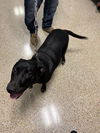 adoptable Dog in  named MAYA