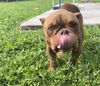 adoptable Dog in  named VICTORY
