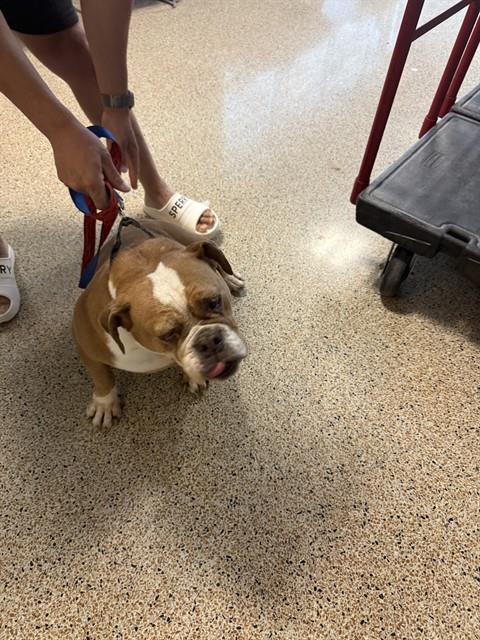 adoptable Dog in Miami, FL named BELLA