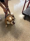 adoptable Dog in  named BELLA