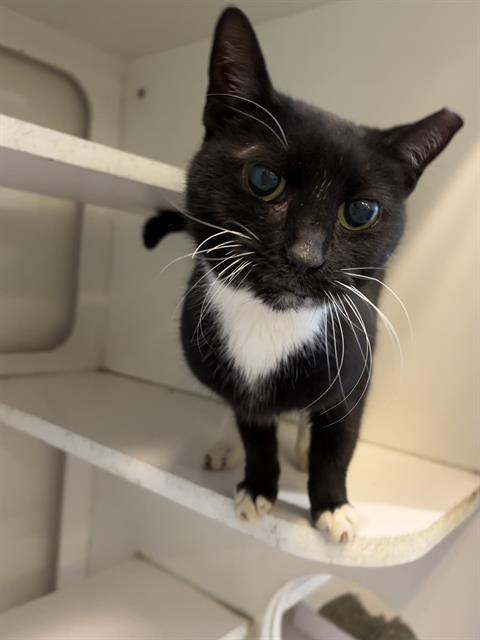 adoptable Cat in Miami, FL named BOOTS