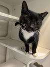 adoptable Cat in miami, FL named BOOTS