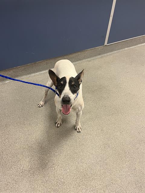 adoptable Dog in Miami, FL named ROCKY