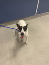 adoptable Dog in  named ROCKY