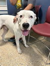 adoptable Dog in  named BRIGADEIRO