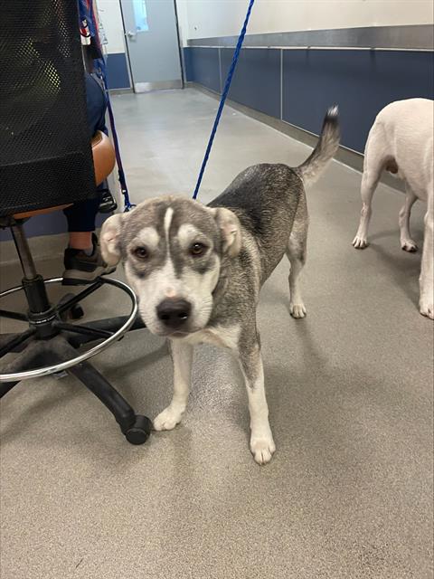 adoptable Dog in Miami, FL named DEVIN