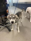 adoptable Dog in  named DEVIN