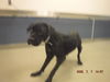 adoptable Dog in  named WILLOW