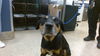 adoptable Dog in  named PATCH