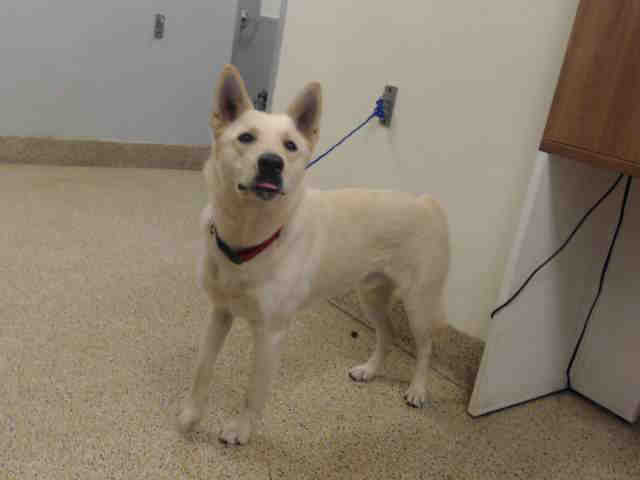 adoptable Dog in Miami, FL named BLANCO
