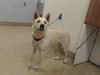 adoptable Dog in miami, FL named BLANCO