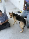 adoptable Dog in  named ELLA