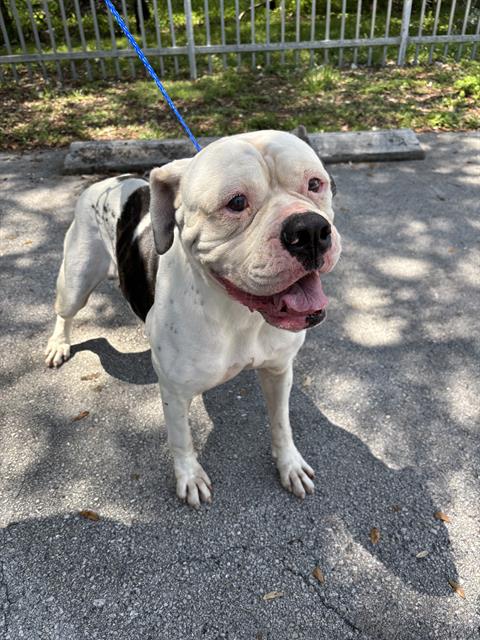 adoptable Dog in Miami, FL named ESMERALDA