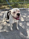adoptable Dog in  named ESMERALDA