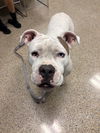 adoptable Dog in  named BEBE