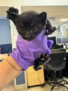 adoptable Cat in miami, FL named BEATLE