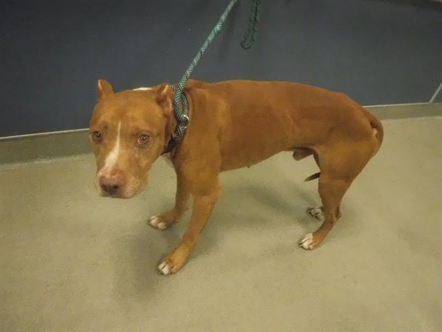 adoptable Dog in Miami, FL named ZEUS