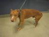 adoptable Dog in  named ZEUS