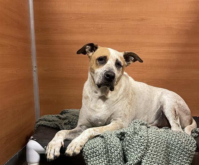 adoptable Dog in Miami, FL named BOWSER