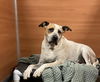 adoptable Dog in miami, FL named BOWSER