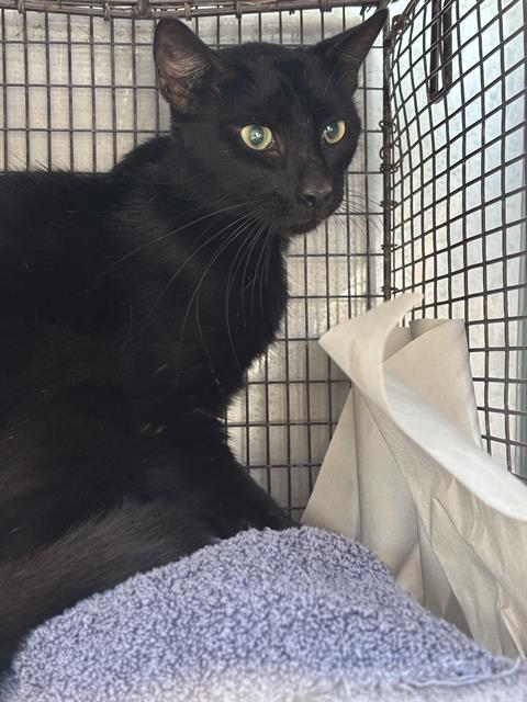 adoptable Cat in Miami, FL named SHADOW