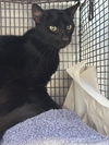 adoptable Cat in miami, FL named SHADOW