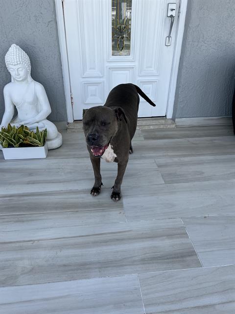 adoptable Dog in Miami, FL named PORTIA