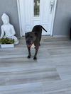 adoptable Dog in  named PORTIA