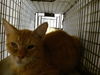 adoptable Cat in miami, FL named ABBY