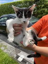 adoptable Cat in  named OREO