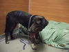 adoptable Dog in  named CLAIRE