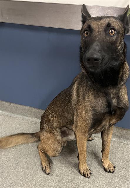 adoptable Dog in Miami, FL named ROCKY