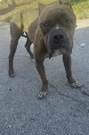 adoptable Dog in  named RAMBO