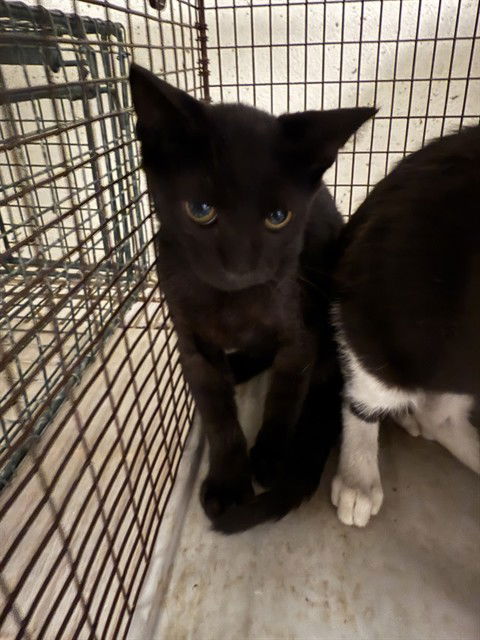 adoptable Cat in Miami, FL named PIE