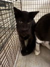 adoptable Cat in miami, FL named PIE
