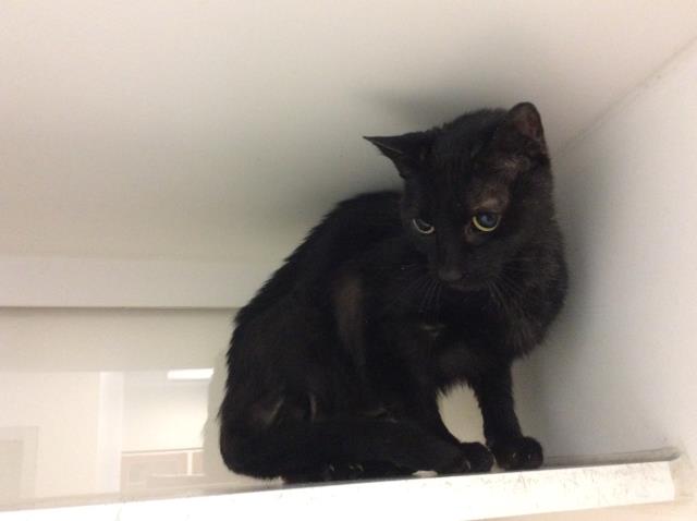 adoptable Cat in Miami, FL named BERNICE