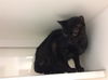adoptable Cat in miami, FL named BERNICE