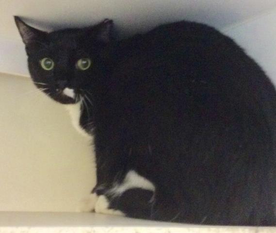 adoptable Cat in Miami, FL named AVIV