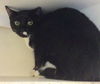 adoptable Cat in miami, FL named AVIV