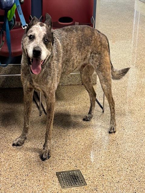 adoptable Dog in Miami, FL named MULDER