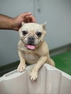 adoptable Dog in  named FIONA