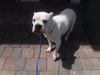 adoptable Dog in  named CORA