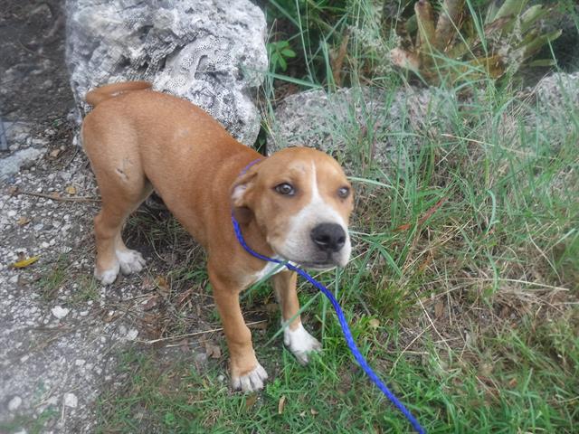 adoptable Dog in Miami, FL named PAT