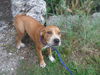 adoptable Dog in  named PAT