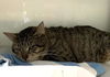 adoptable Cat in miami, FL named BERT