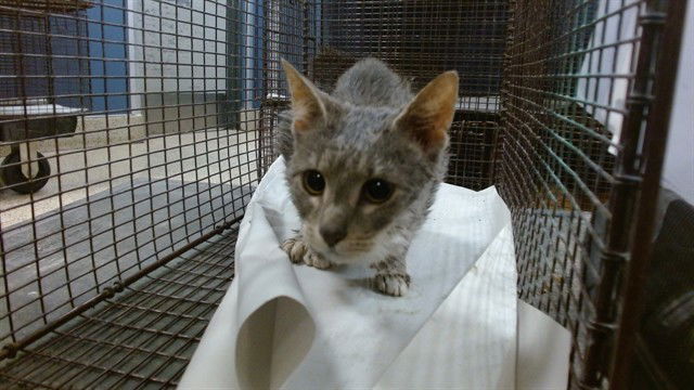adoptable Cat in Miami, FL named ALICE