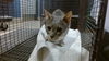 adoptable Cat in miami, FL named ALICE