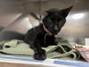 adoptable Cat in miami, FL named ARWEN